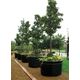 Tree Planter_Image 1